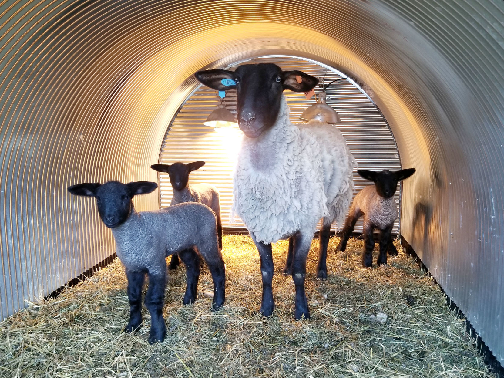 4-H lambs are arriving
